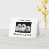 3 KATTEN MET EEN GROTE WENS-GELUKKIGE 1e VERJAARDA Kaart (Gele Bloem)