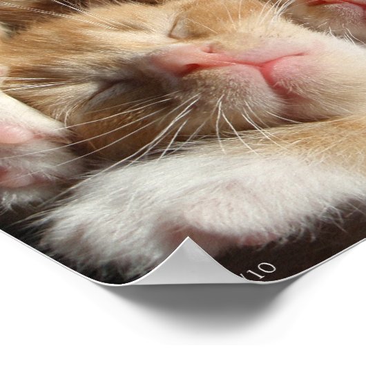 3 Kittens afdrukken Poster (Hoek)