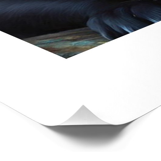 3 kittens perfect poster (Hoek)