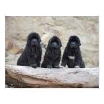 3 kleine newfies poster