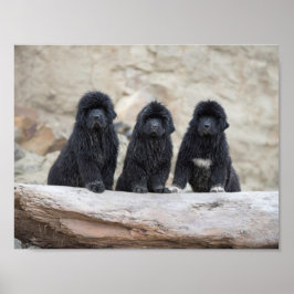 3 kleine newfies poster