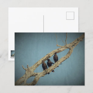 3 Krokoen Briefkaart