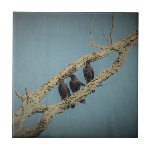 3 Krokoen Tegeltje (Voorkant)