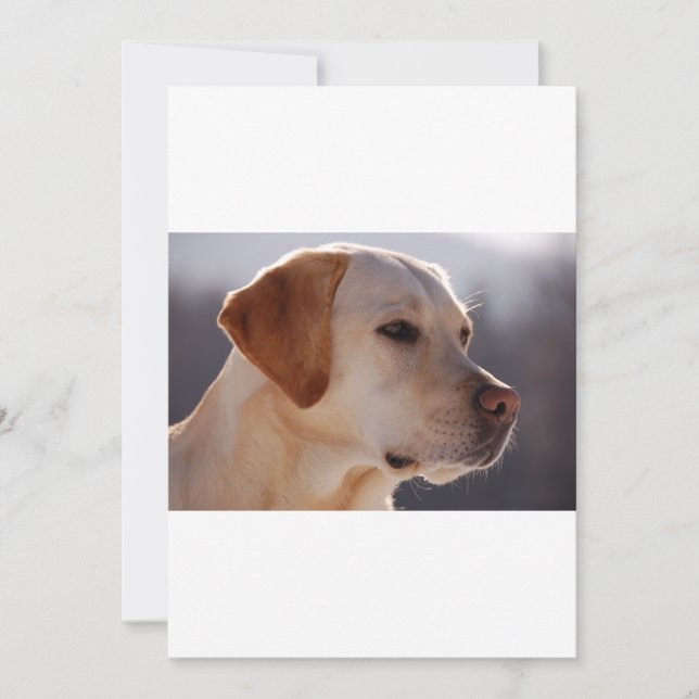 3 Labrador_Retriever (Voorkant)