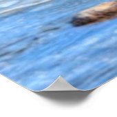 3 Landing Mallard Duck trekt Wildlife Foto Poster (Hoek)