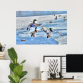3 Landing Mallard Duck trekt Wildlife Foto Poster (Thuiskantoor)