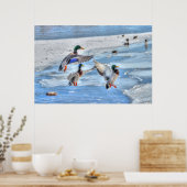 3 Landing Mallard Duck trekt Wildlife Foto Poster (Keuken)