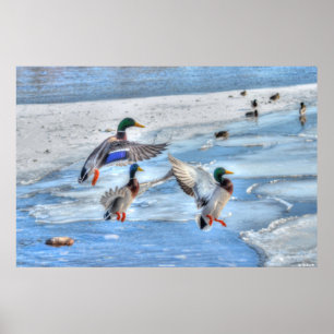 3 Landing Mallard Duck trekt Wildlife Foto Poster