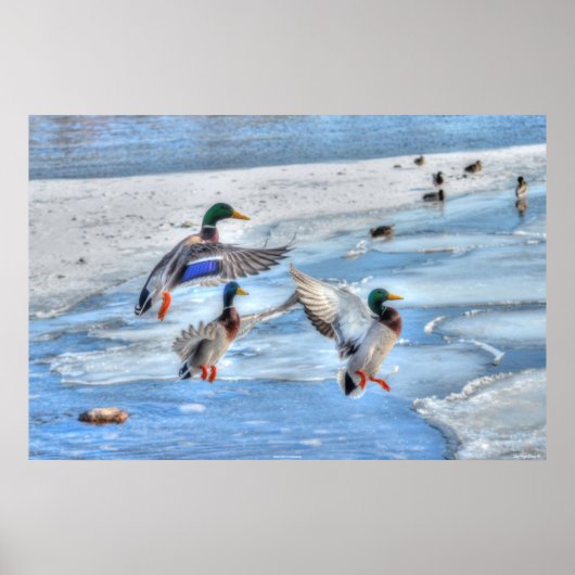 3 Landing Mallard Duck trekt Wildlife Foto Poster (Voorkant)