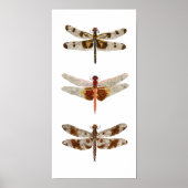3 libellen op Canvas Poster (Voorkant)