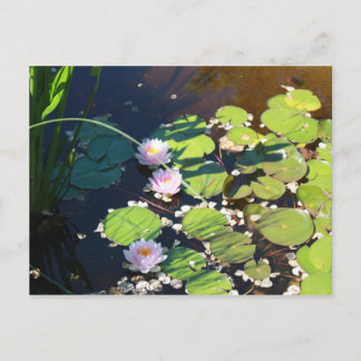3 Lilies Briefkaart