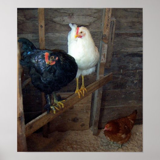 3 Little Hens Poster (Voorkant)