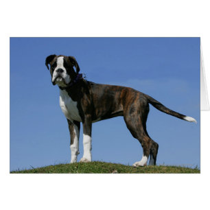 3 maanden oude BOXER Puppy