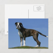 3 maanden oude BOXER Puppy Briefkaart (Voorkant / Achterkant)