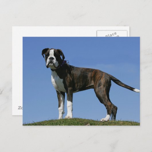 3 maanden oude BOXER Puppy Briefkaart (Voorkant / Achterkant)