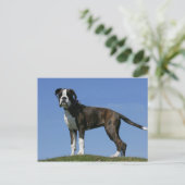 3 maanden oude BOXER Puppy Briefkaart (Staand voorkant)