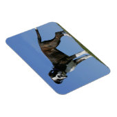 3 maanden oude BOXER Puppy Magneet (Rechterzijde)