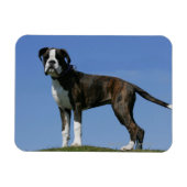 3 maanden oude BOXER Puppy Magneet (Horizontaal)