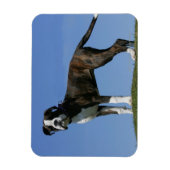 3 maanden oude BOXER Puppy Magneet (Verticaal)