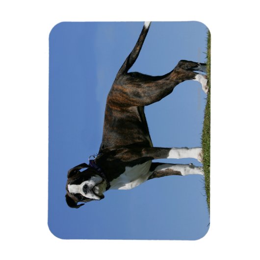 3 maanden oude BOXER Puppy Magneet (Verticaal)