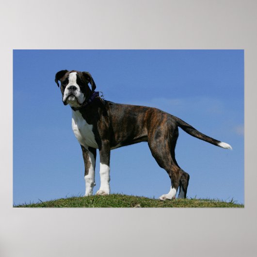 3 maanden oude BOXER Puppy Poster (Voorkant)