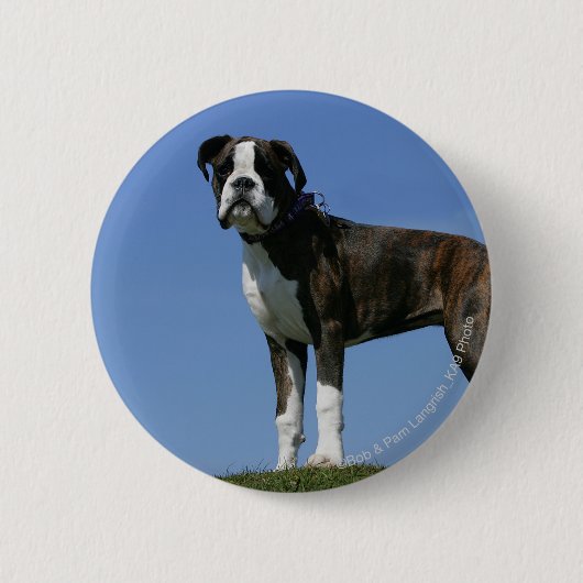 3 maanden oude BOXER Puppy Ronde Button 5,7 Cm (Voorkant)
