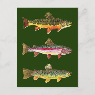 3 Mooie forel - Brook, regenboog, bruin Briefkaart