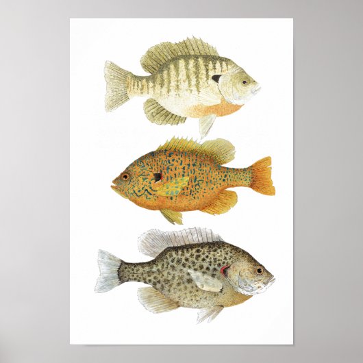 3 Onderzoek naar de Waterverf van zonnevis Poster (Voorkant)