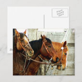 3 Paardenhoofden Briefkaart (Voorkant / Achterkant)