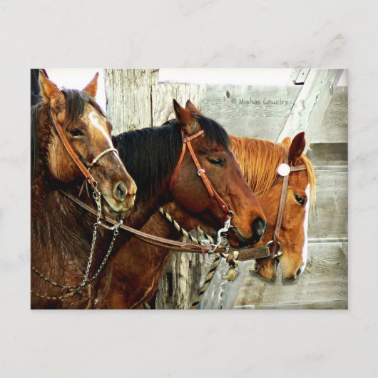 3 Paardenhoofden Briefkaart (Voorkant)