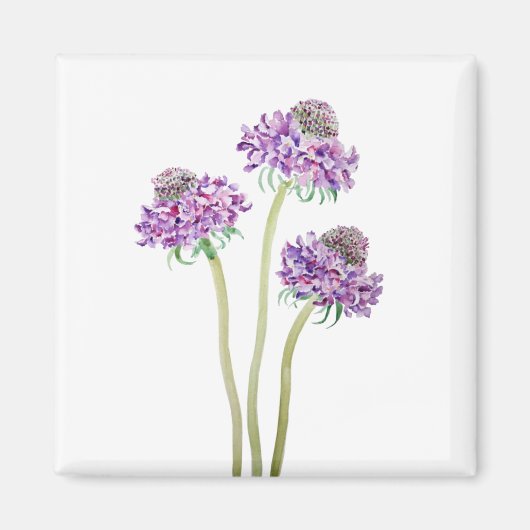 3 paarse scabiosa scoop bloemen waterverf magneet (Voorkant)
