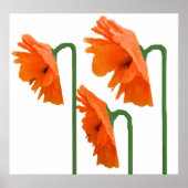 3 papaver poster (Voorkant)