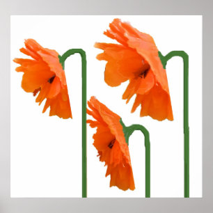 3 papaver poster
