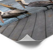 3 Pelikanen op rij Poster (Hoek)