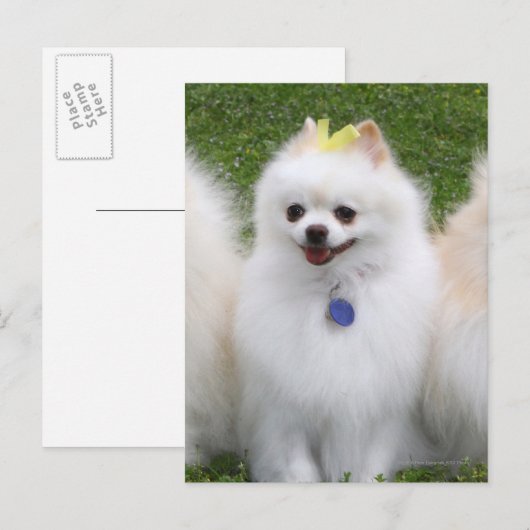 3 Pommeren Zitten Briefkaart (Voorkant / Achterkant)