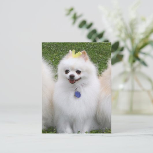 3 Pommeren Zitten Briefkaart (Staand voorkant)