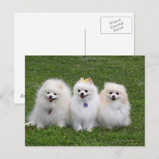 3 Pommeren Zitten Briefkaart (Voorkant / Achterkant)