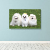 3 Pommeren Zitten Canvas Afdruk (Insitu (Houten vloer))