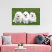 3 Pommeren Zitten Canvas Afdruk (Insitu (Woonkamer))