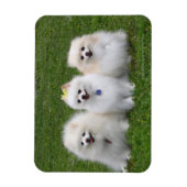 3 Pommeren Zitten Magneet (Verticaal)