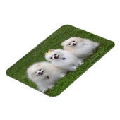 3 Pommeren Zitten Magneet (Linkerzijde)