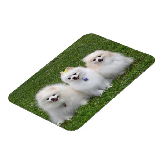 3 Pommeren Zitten Magneet (Linkerzijde)