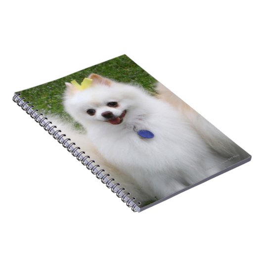 3 Pommeren Zitten Notitieboek (Rechterzijde)