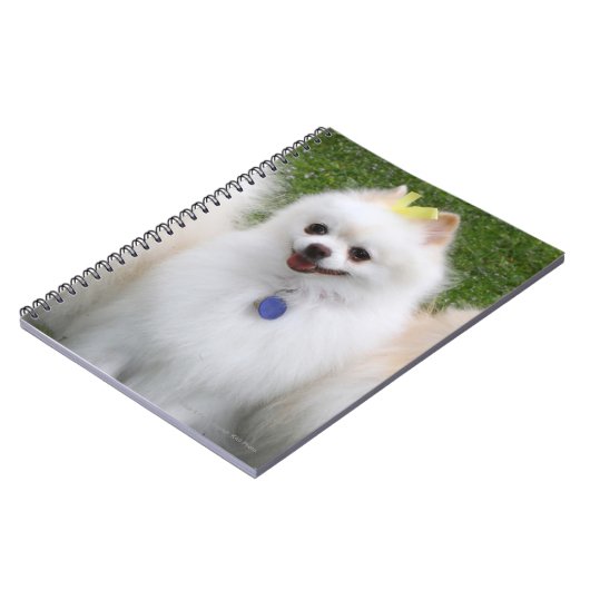 3 Pommeren Zitten Notitieboek (Linkerzijde)