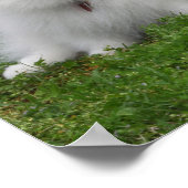 3 Pommeren Zitten Poster (Hoek)