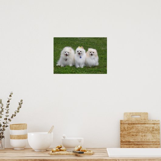 3 Pommeren Zitten Poster (Keuken)