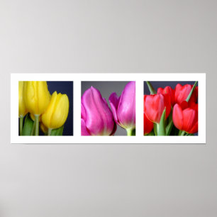3 Poster voor Tulpen van kleuren