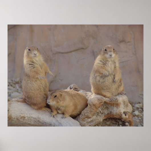 3 Rascal Poster (Voorkant)