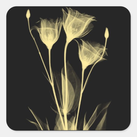 3 Röntgenbloemen Wijnlabel Vierkante Sticker (Voorkant)