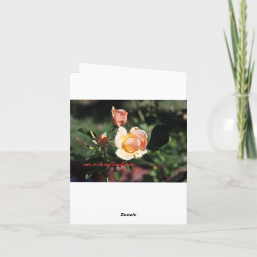 3 rozen, Mooie Verjaardag Kaart (Achterkant)